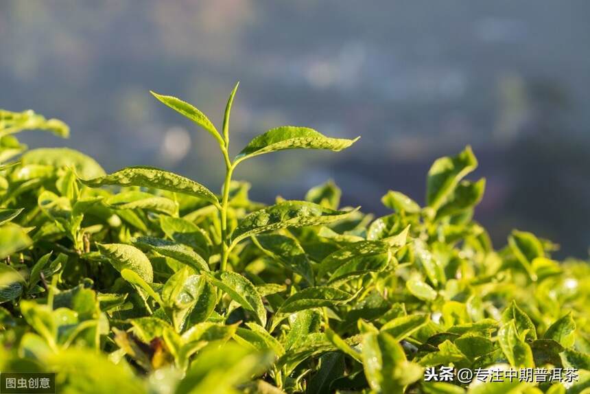 勐库茶区最具潜力的一匹黑马——“赛冰岛”小户赛