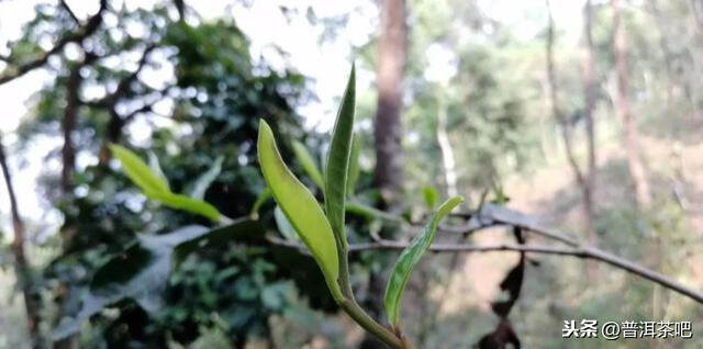 「干货分享」详解倚邦茶区曼松王子山