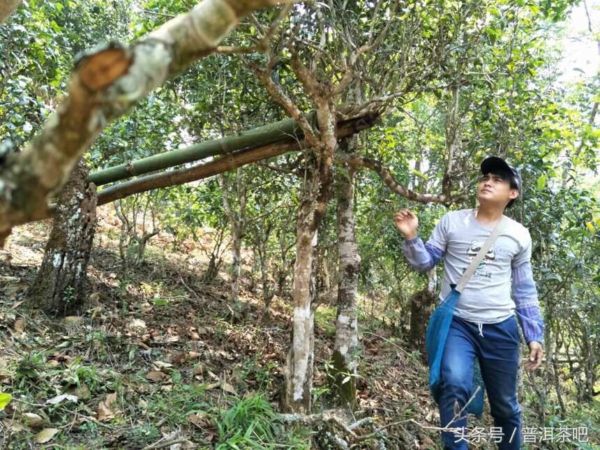 勐海雷达山帕真的茶，你喝过吗？