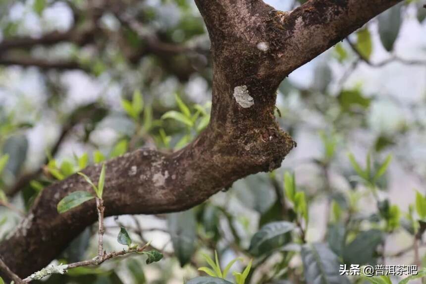 「干货分享」详解云南临沧勐库冰岛茶