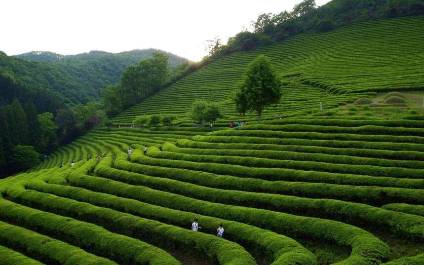 这圈子里有的是茶，就看谁能卖出去了