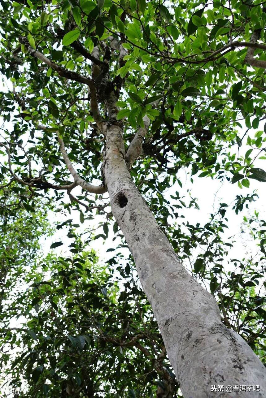 说说普洱茶中野生茶那点事