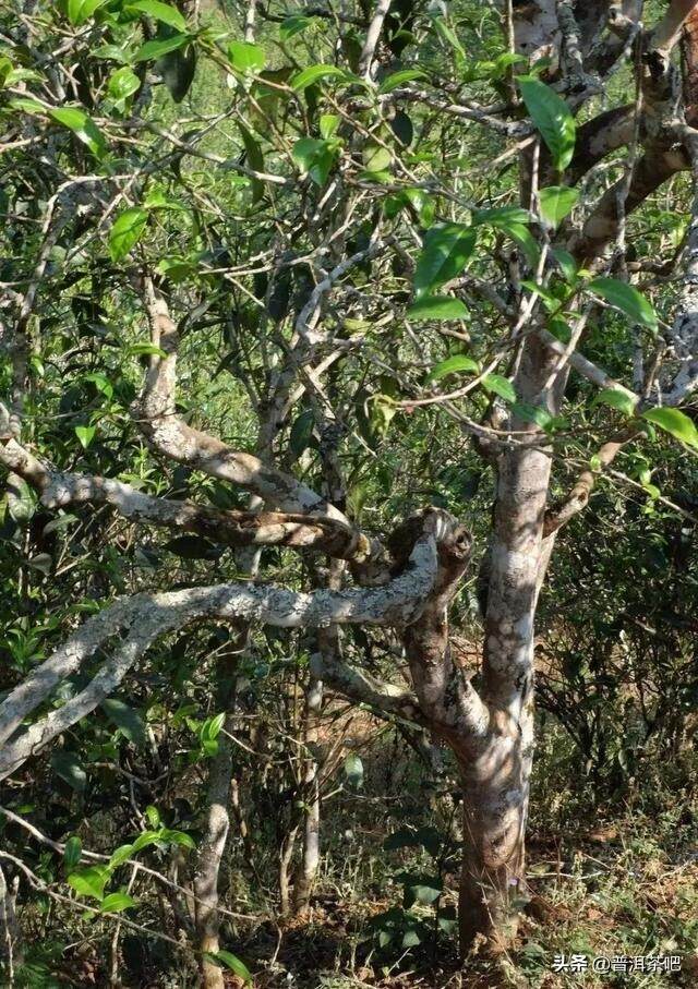 「干货分享」普洱茶山记之临沧昔归茶山行