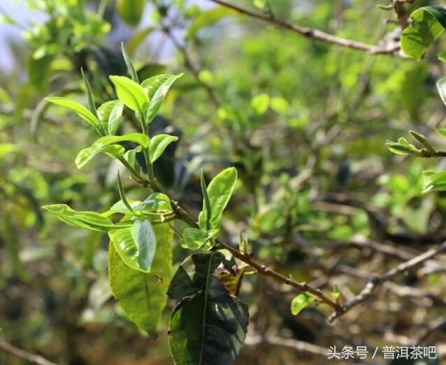 临沧茶区 忙肺茶