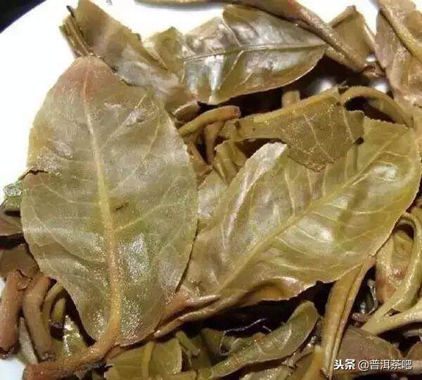 30种常见的普洱茶叶底