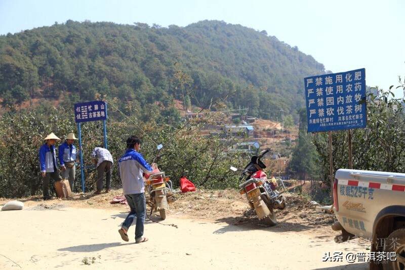 茶山日记丨临沧永德忙肺古茶山（1）