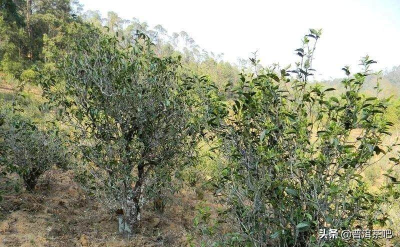 「干货分享」品鉴普洱茶”苦“的价值