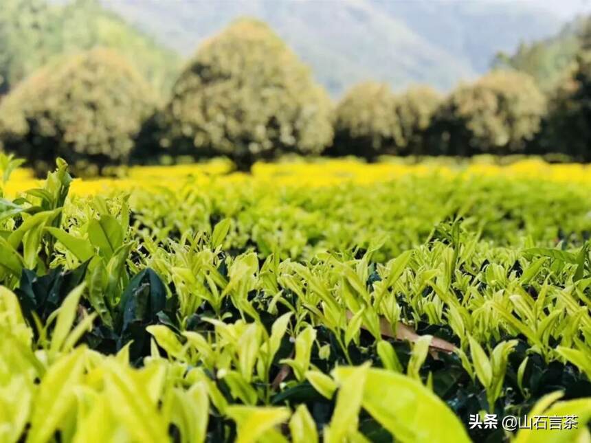 茶课堂 | 你知道好茶需要怎样的种植环境吗？