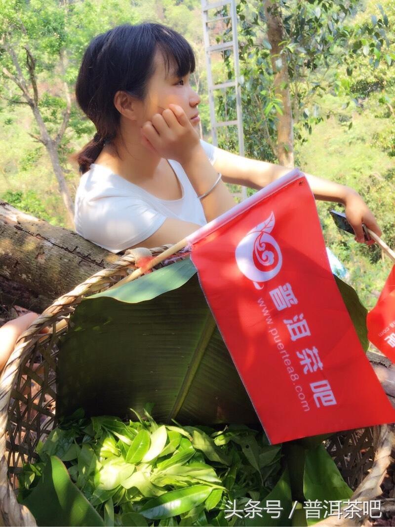 茶吧小分队，巡山之桐箐河