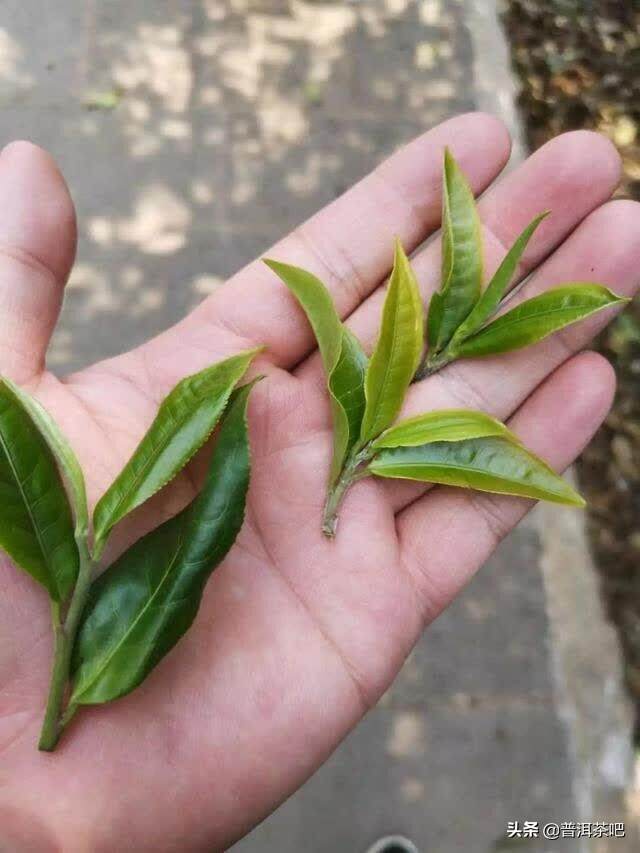 说真话，我不想让你喝刚做出的普洱新茶