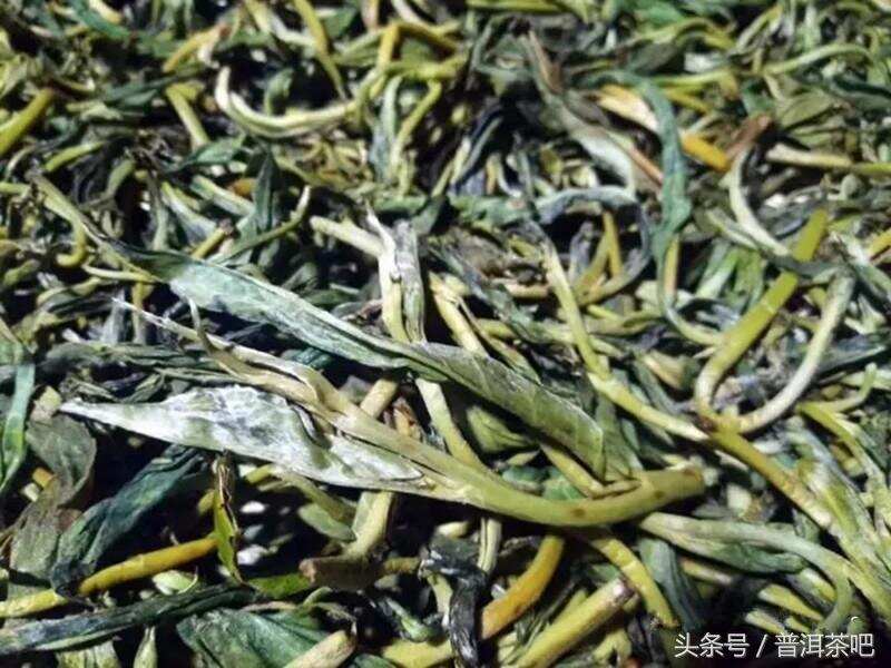 蛮砖瓦竜国有林——又一个茶王树薄荷塘