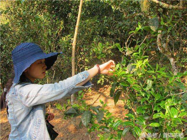 2018普洱茶吧茶山行日记丨勐宋那卡古茶园（二）