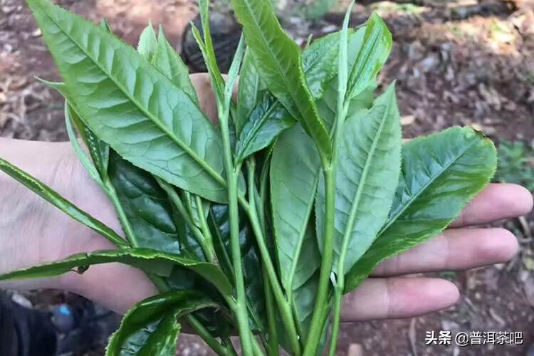 大叶厚叶就是古树茶吗？