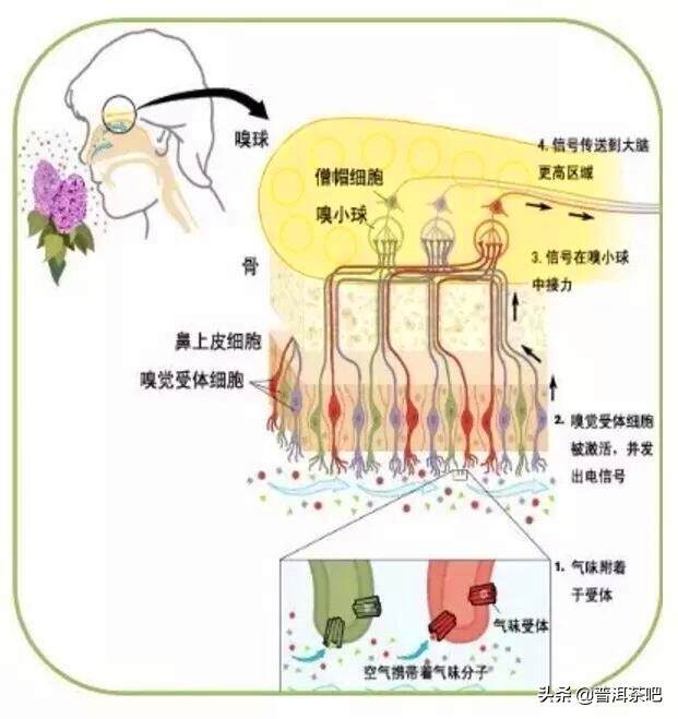 关于普洱茶的香气，这是目前最靠谱的解释