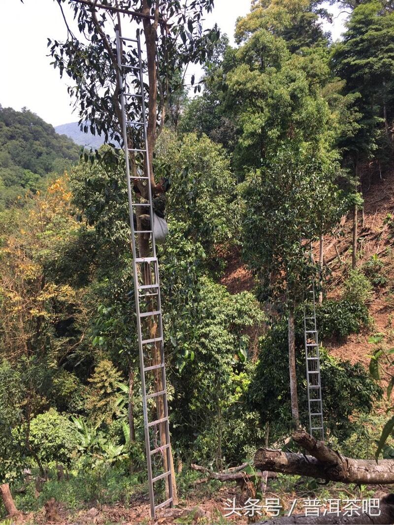 茶吧小分队，巡山之桐箐河