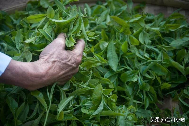 5张图，3分钟，让你一次性理清普洱山头茶分布