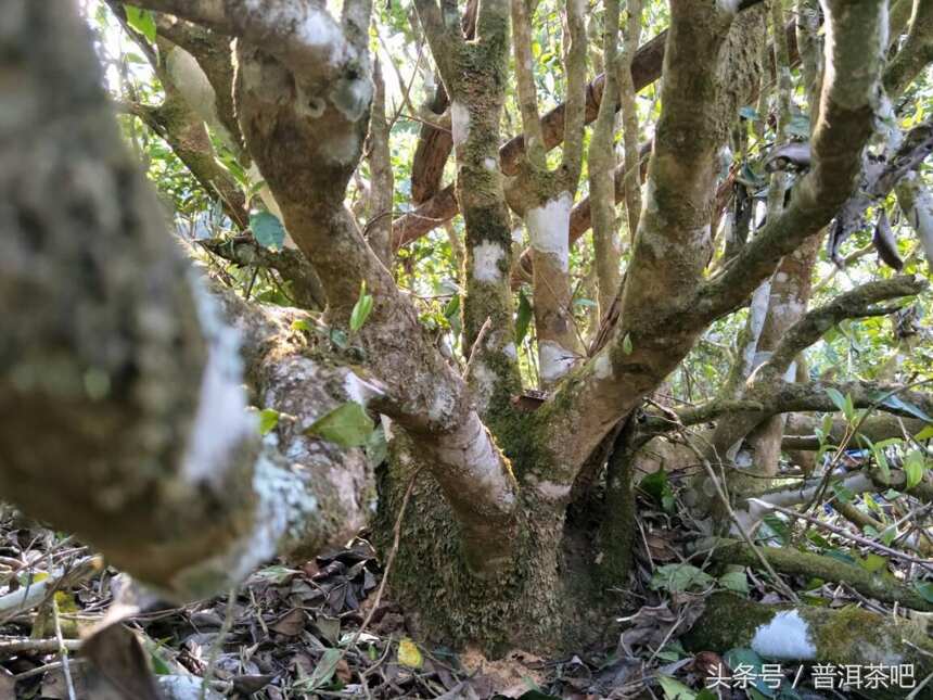 勐海雷达山帕真的茶，你喝过吗？