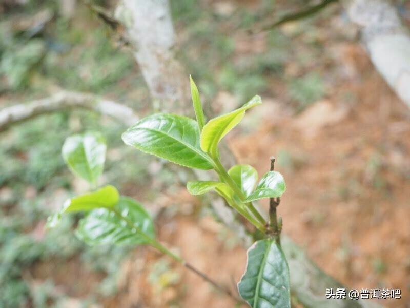 【普洱茶山头】易武落水洞历年茶价分析