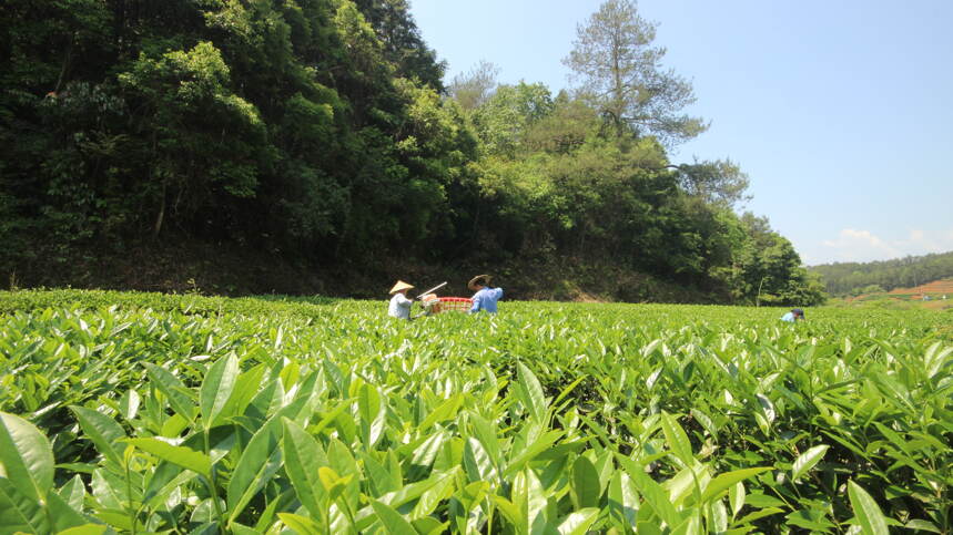 武夷山市茶业局致全市茶企茶农的一封信:安全生产是最大的效益