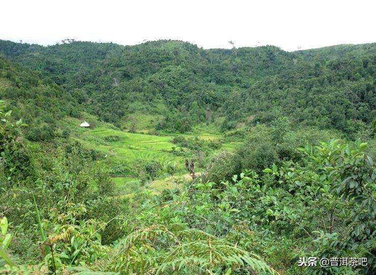 行走勐海茶山，寻回茶之本真