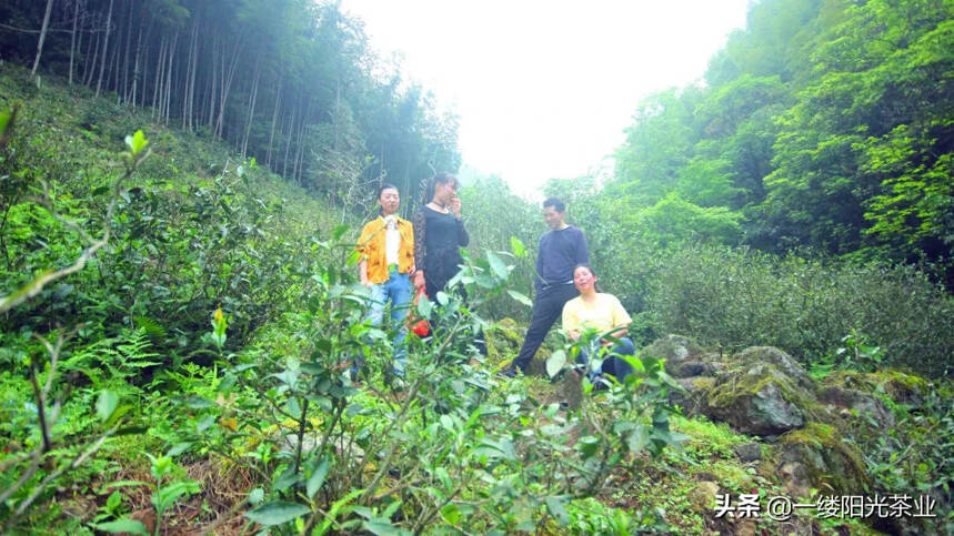 芜茗：百年野生山岭上，好茶自己会说话