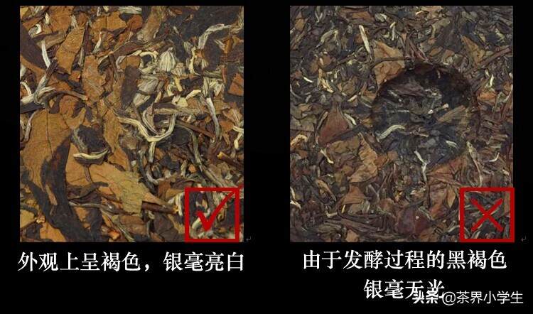 电视剧《老中医》热播：冯远征说的三十年老白茶，你想尝尝吗？