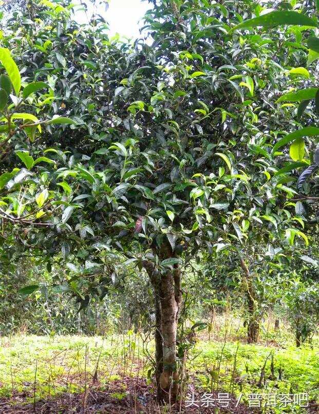 临沧茶区除了勐库的那些优质普洱茶及其特点