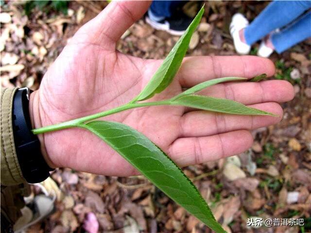 那些你以为的纯料普洱茶，其实都是拼配