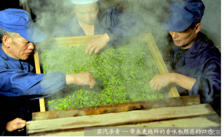 茶的香型（3）——清香型（代表茶：恩施玉露和竹叶青）