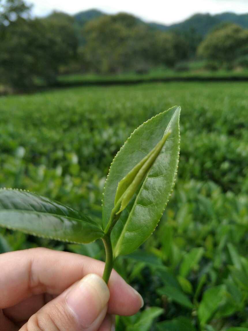 武夷岩茶：前人垦山筚路蓝缕，后人事茶含辛茹苦