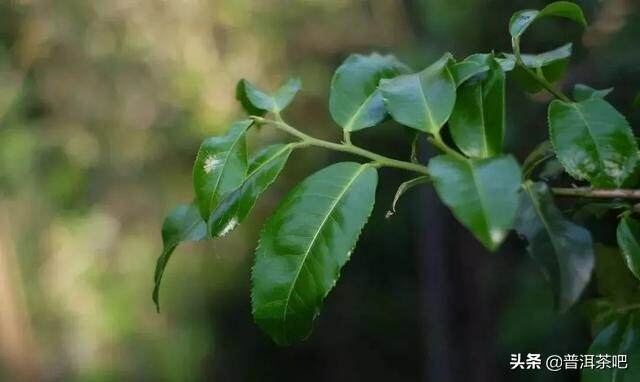 「干货分享」普洱茶山记之临沧昔归茶山行