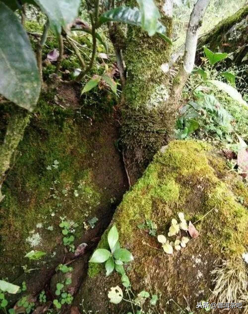 「干货分享」临沧邦东茶香气似昔归