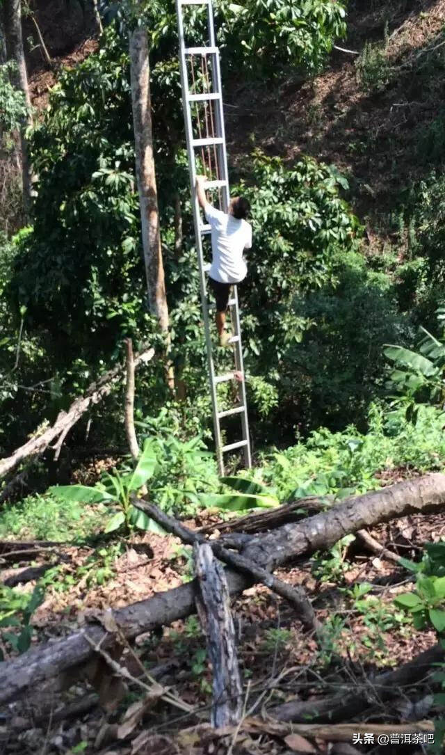 「干货分享」易武茶新贵铜箐河普洱茶