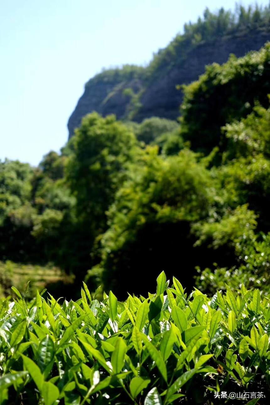 茶事 ￨ 成就一杯好茶需要怎样的自然力？