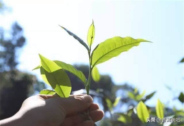 「干货分享」易武茶新贵铜箐河普洱茶