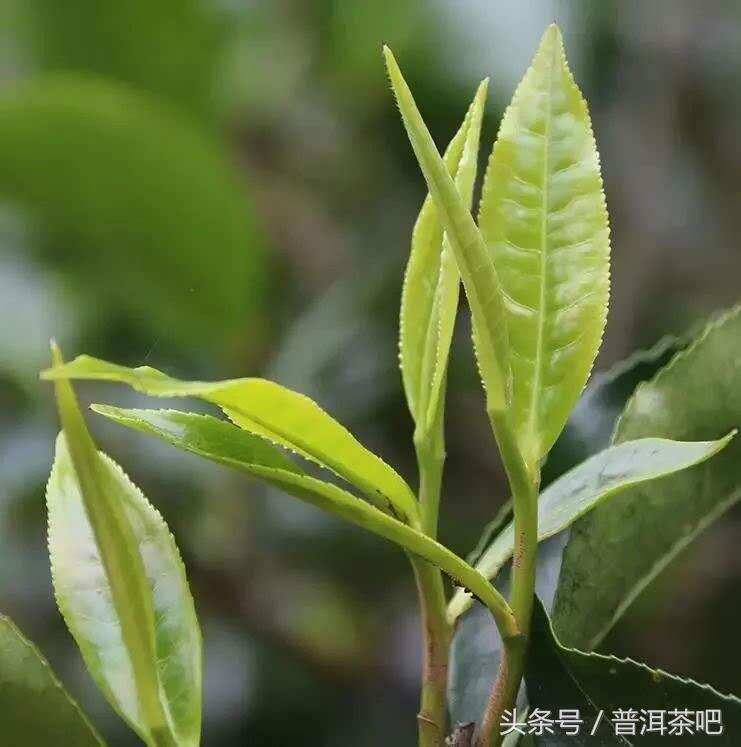 普洱茶缘何与众不同？只因它有这5个“唯一”