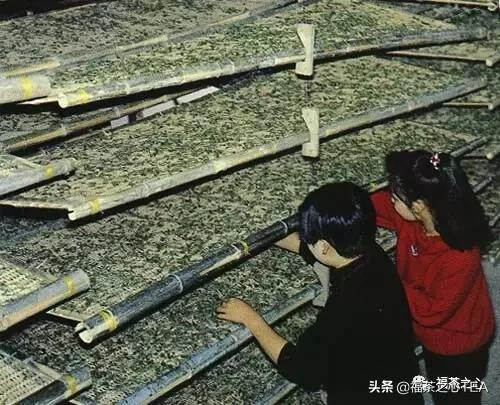 茶百科 | 略谈各类茶的加工工艺