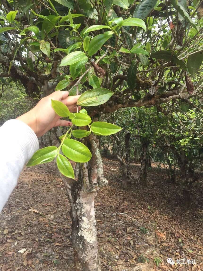 莫止茶社习茶笔记012 老班章的传说