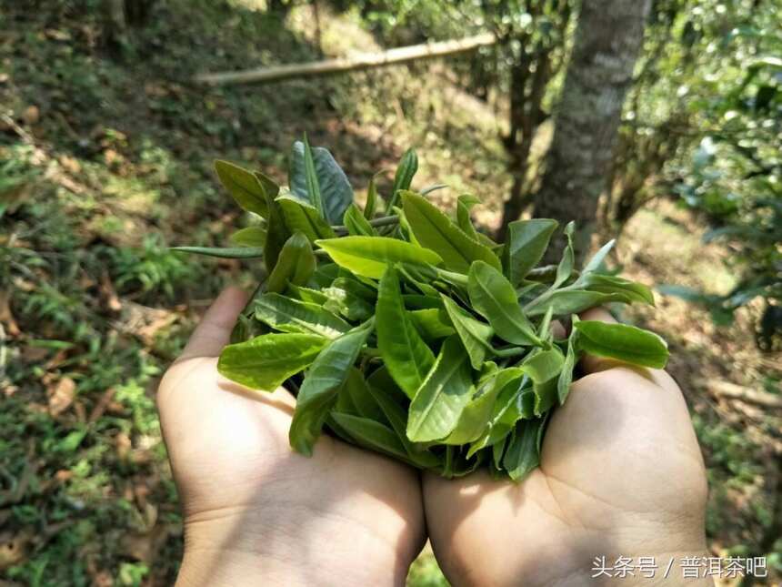 勐海雷达山帕真的茶，你喝过吗？