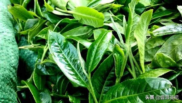 「每日一茶」| 发烧级茶友必备——易武·薄荷塘