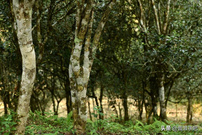 「干货分享」有关倚邦小叶种的误传