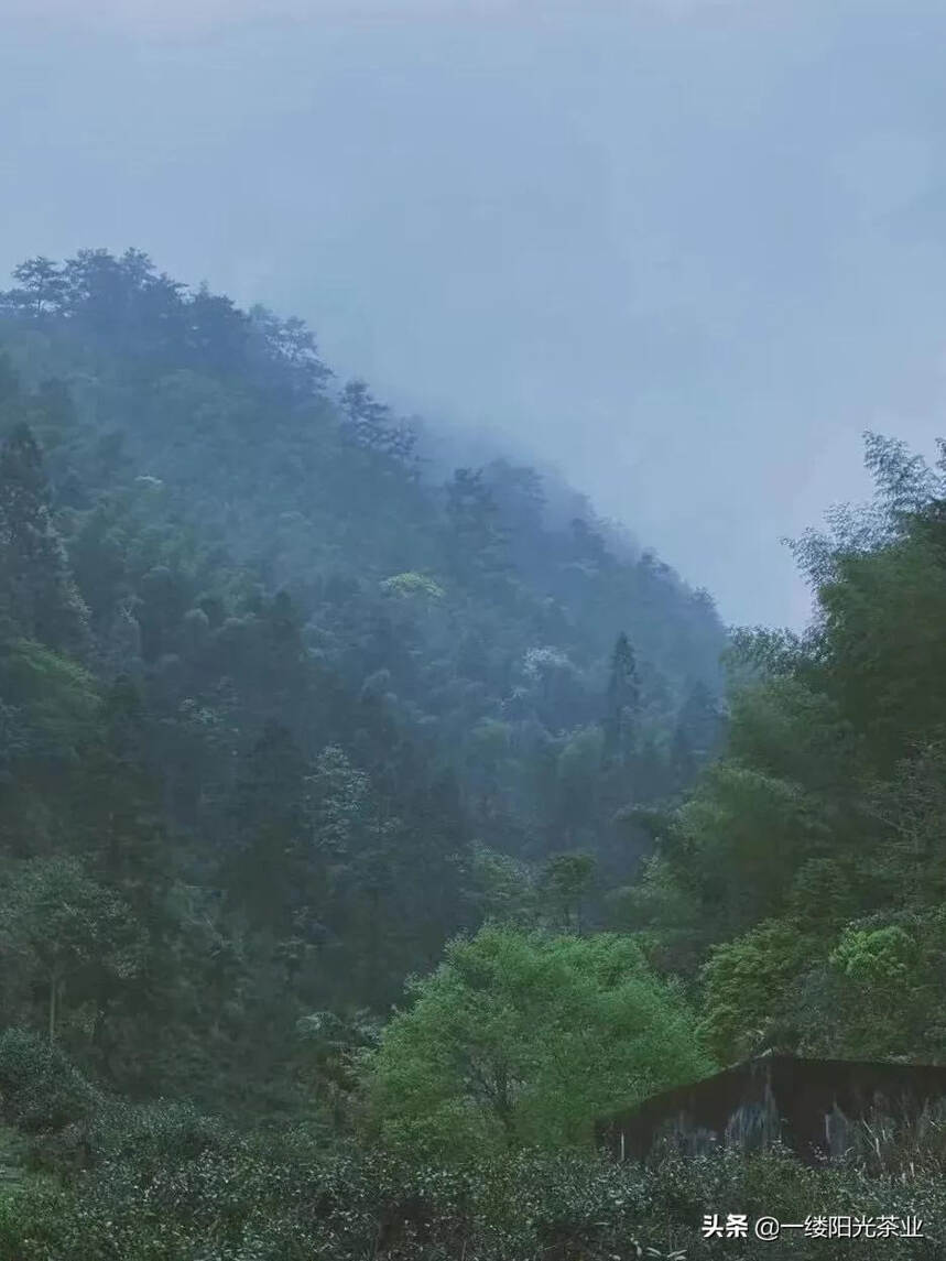 肉桂：虚传桂性同辛辣，武夷岩茶胜醍醐