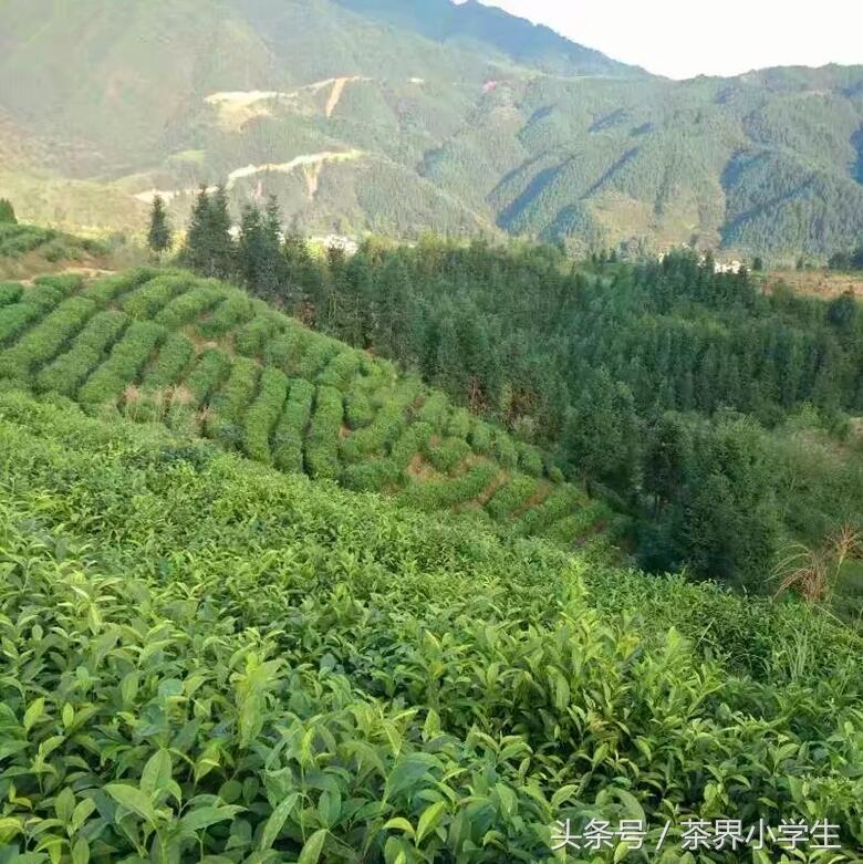 春茶来了哟（4）—江西修水双井绿茶（名优绿茶，宋朝时为贡茶）