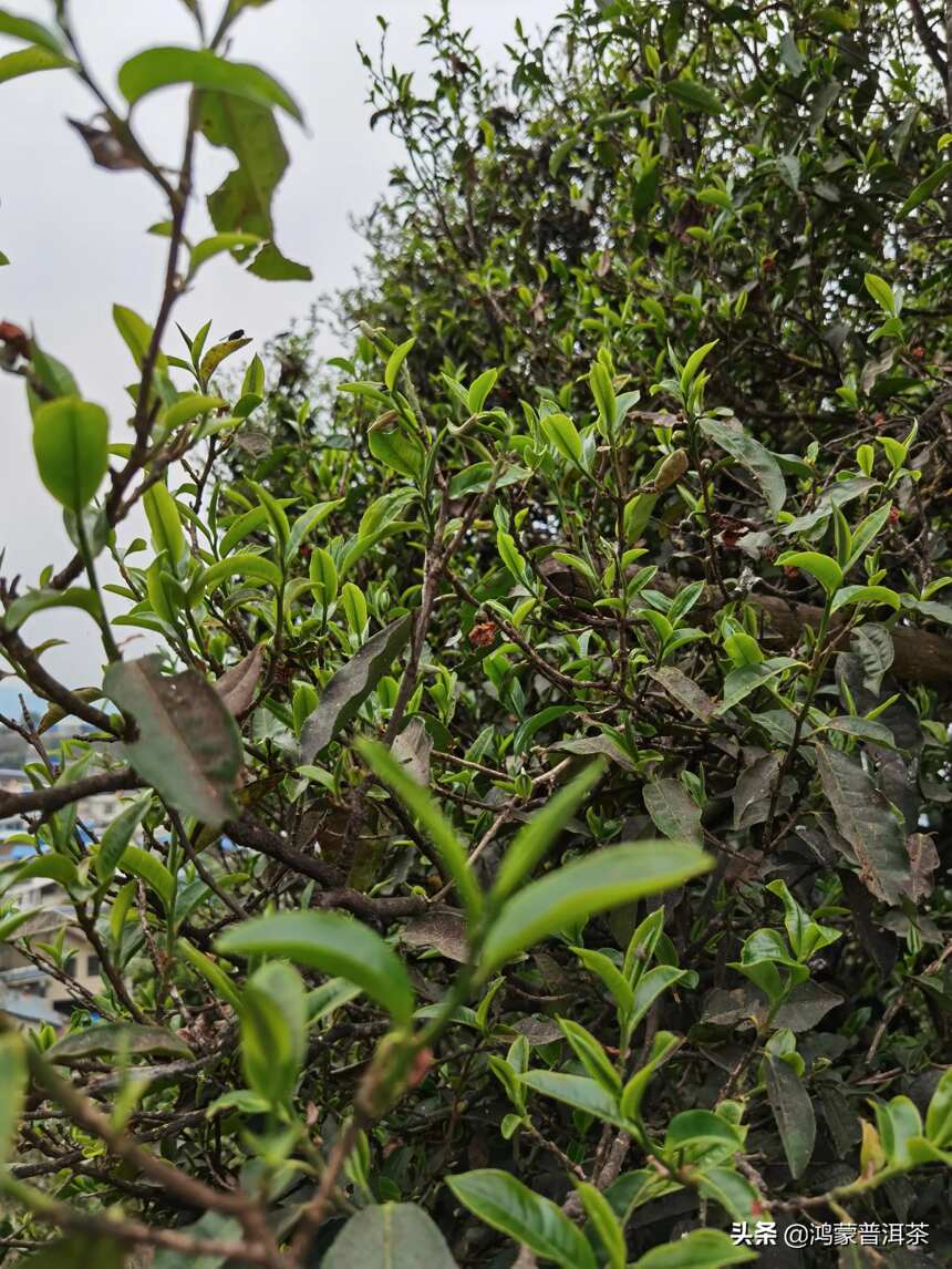 清明三天小长假，带你看云南的古茶