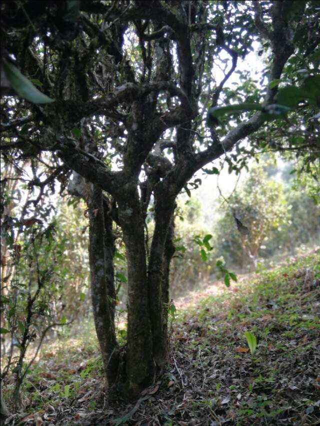 “大师”的茶，你喝了吗