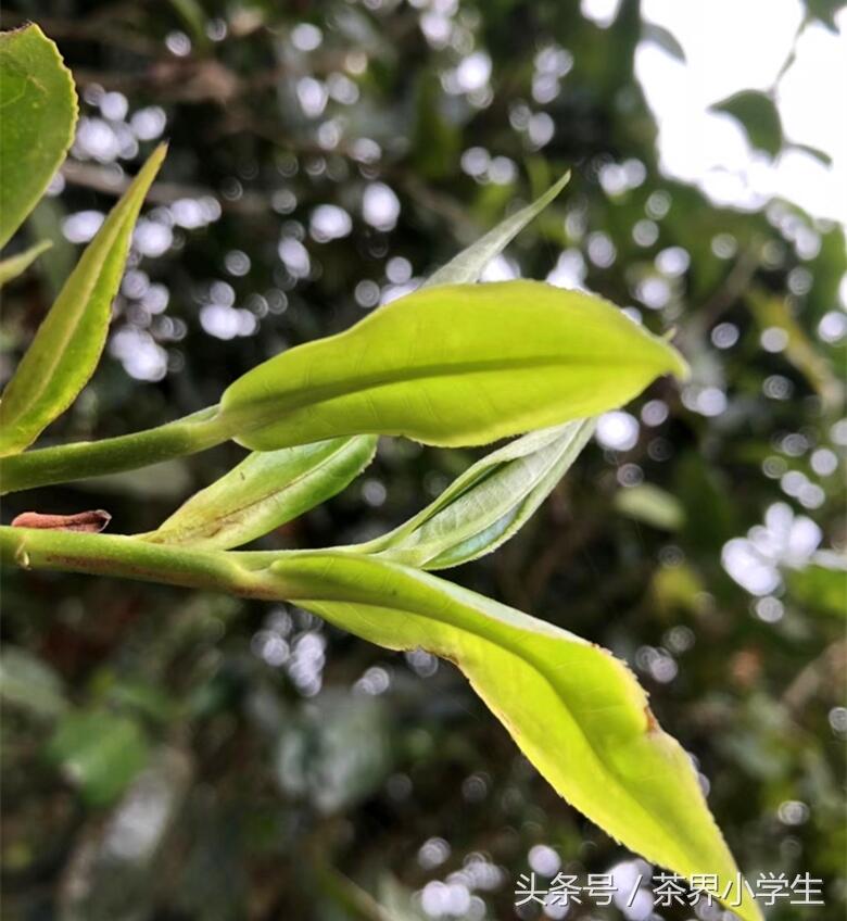 春茶来了，带你逛逛云南古茶树茶园（彩蛋：老班章茶王和茶皇后）