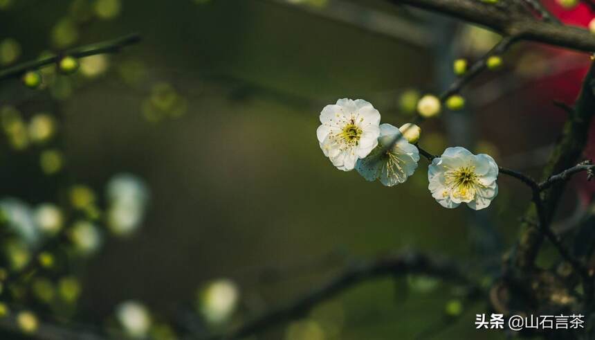 茶事 | 节气茶之惊蛰