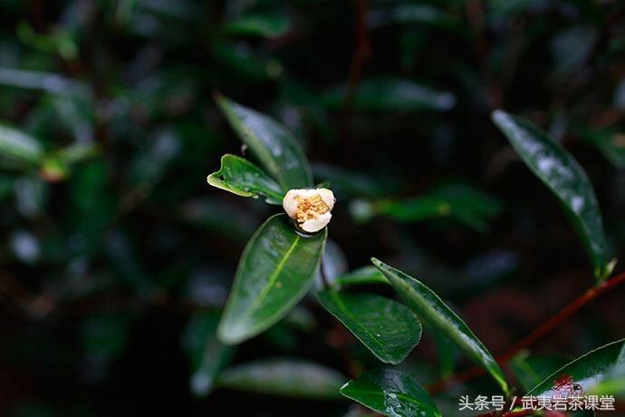 武夷走山｜一次不经意的穿越，一次如约的武夷访茶