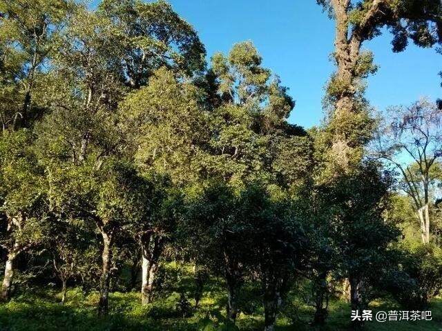 「干货分享」一篇读懂古茶树，让你喝的明明白白