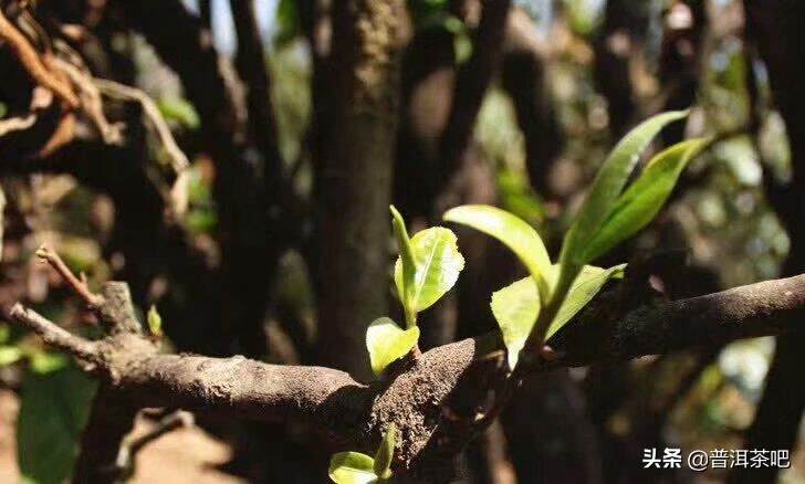 为什么古树普洱春茶发芽比较晚？